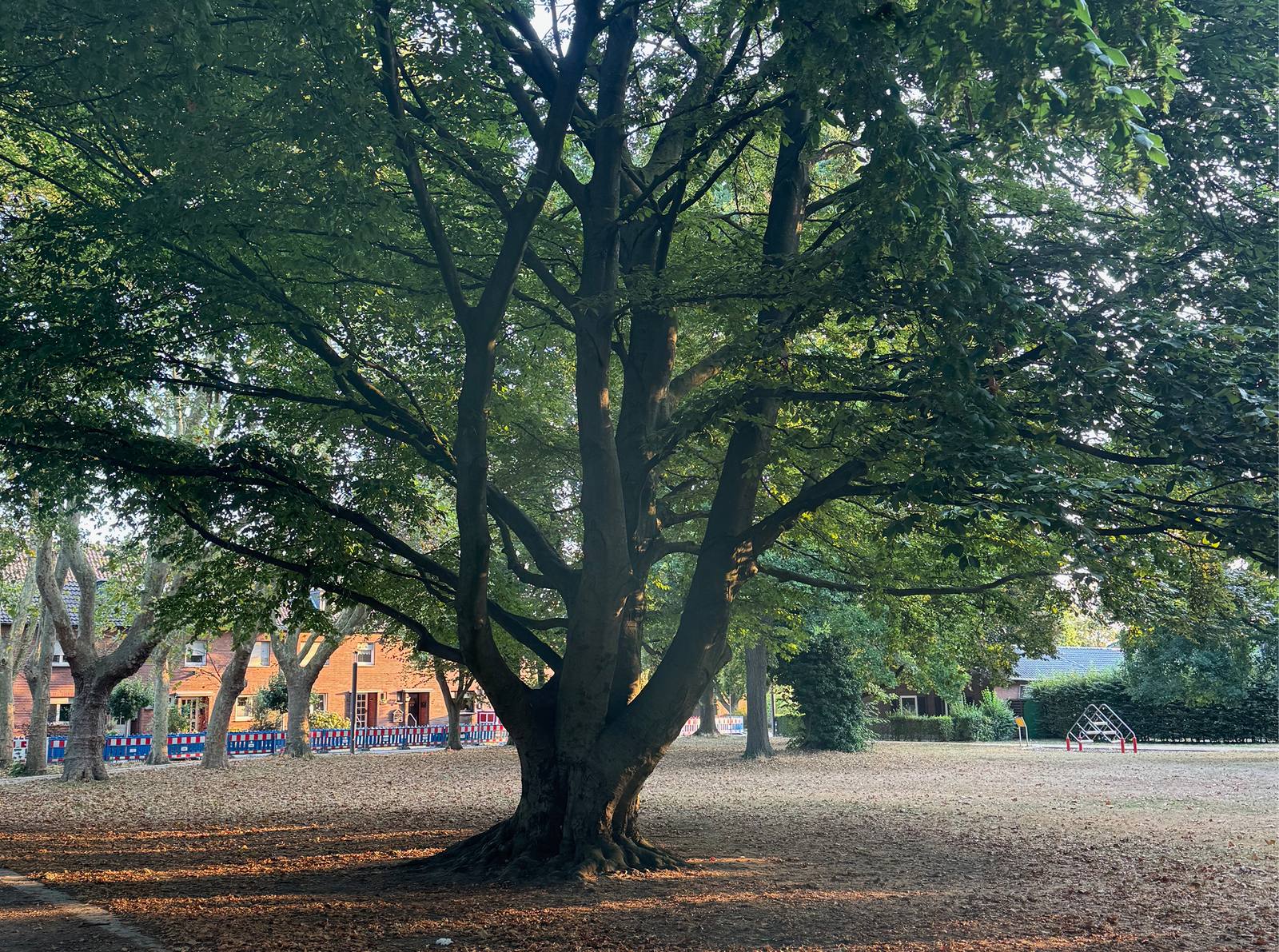 Alter Baumbestand im Park an der Realschule