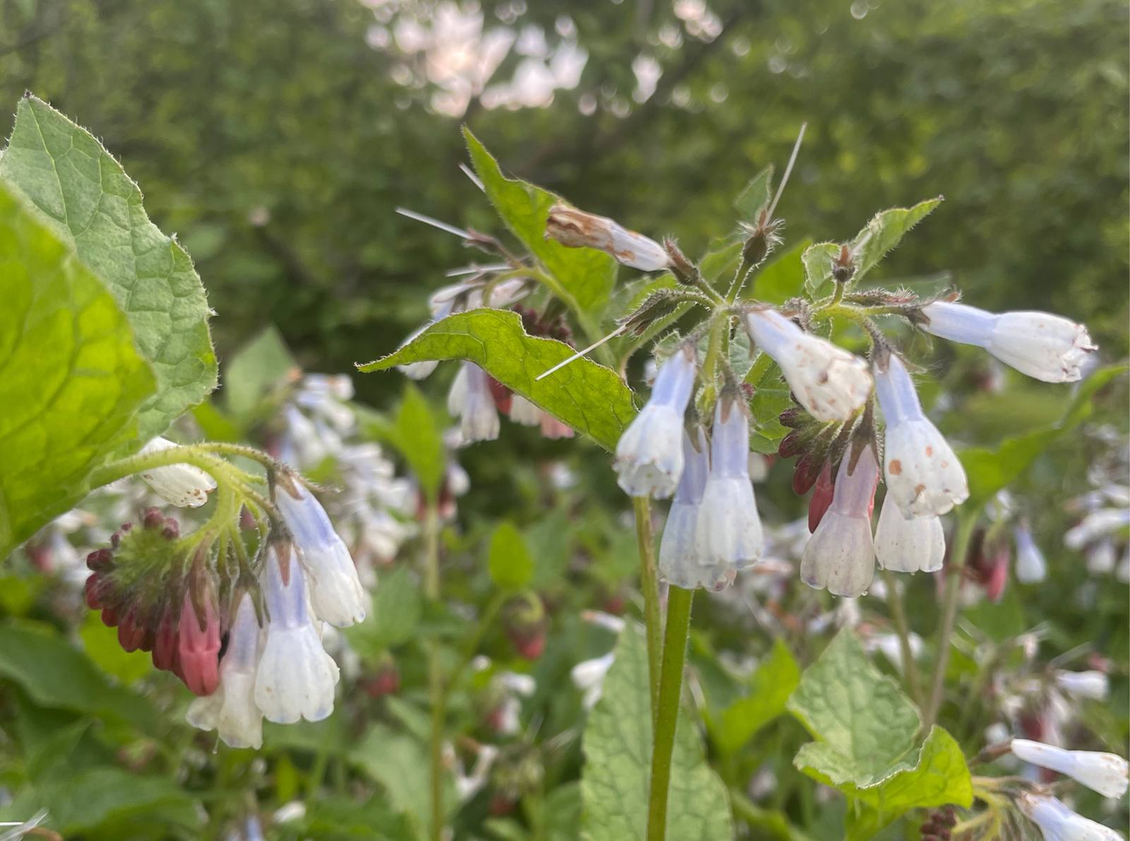 Mögliche zusätzliche Staudenbepflanzung auf der großen Wiese