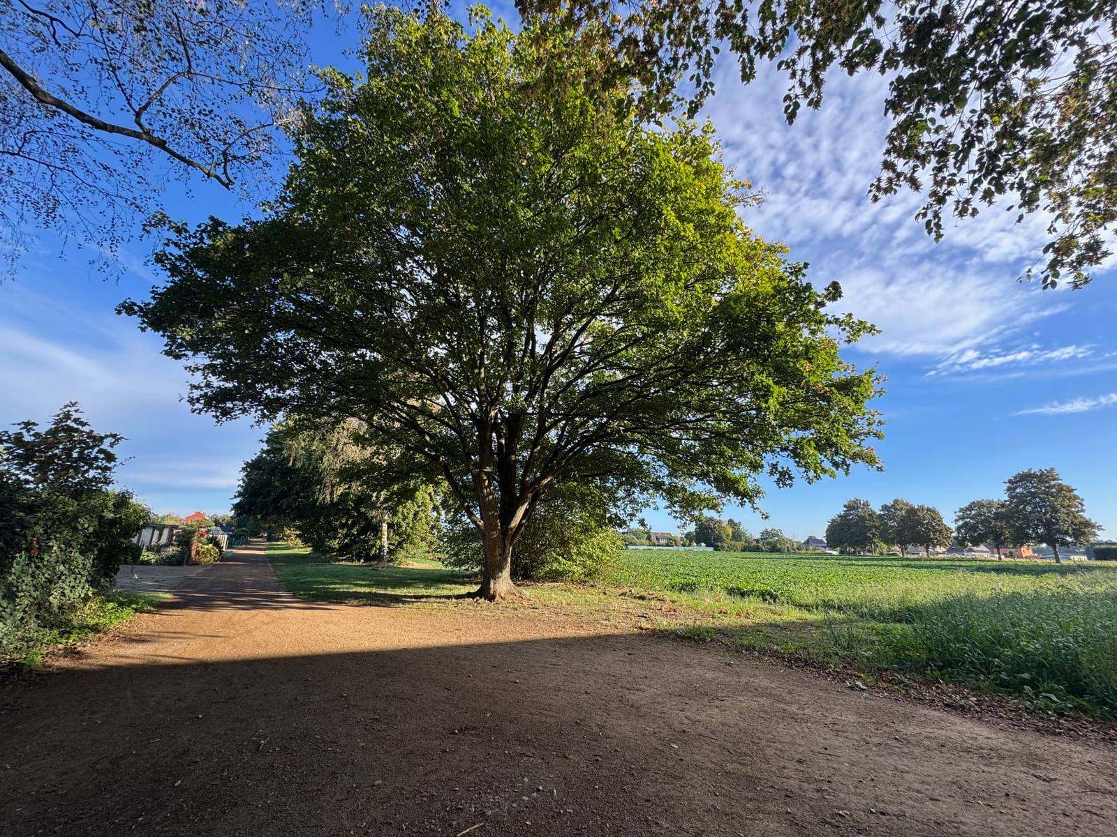 Großer Baum auf einer Wiese hinter der Realschule in Süchteln