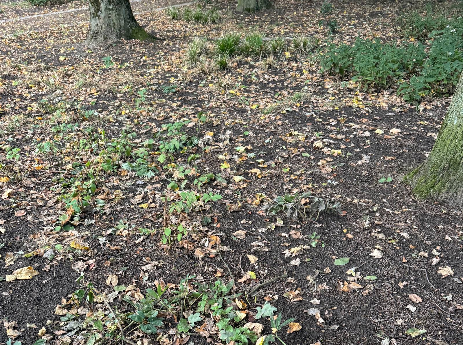 Vertrocknete und verkümmerte Pflanzflächen