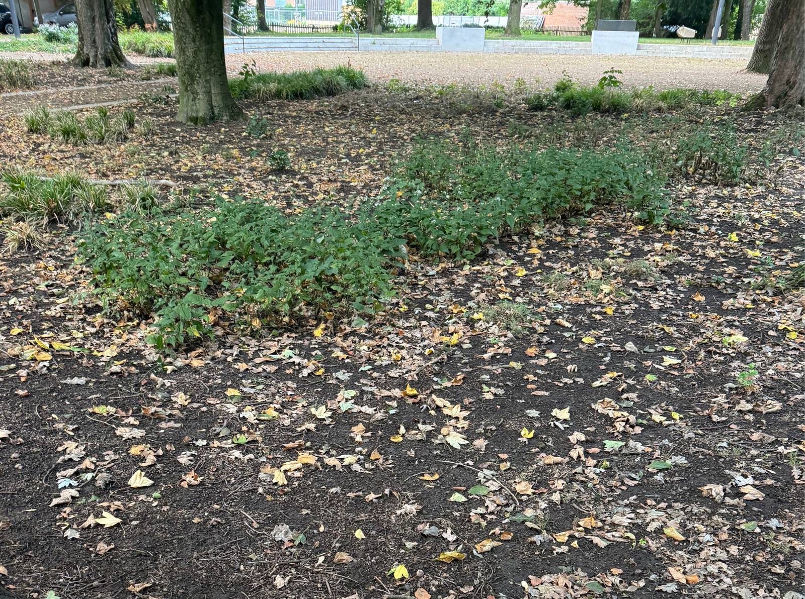 Pflege- und Bewässerungsbedarf im Park